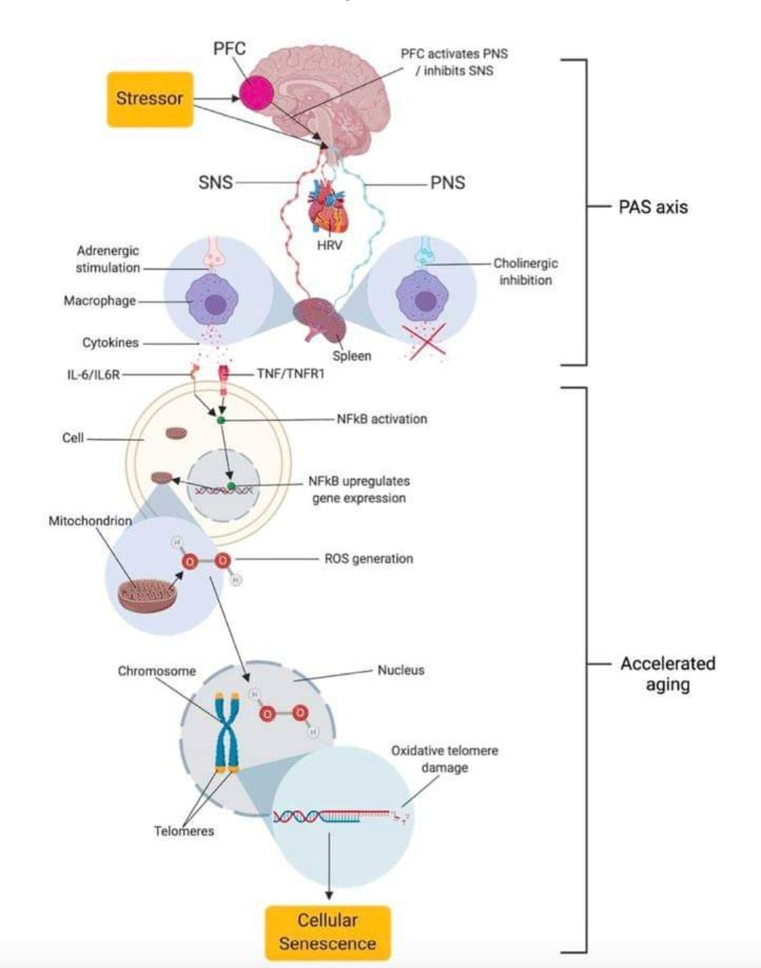 Reducing the Fatiguing Symptoms of Adrenal Fatigue